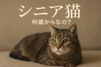 シニア猫 何歳からなの？
