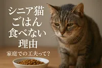 シニア猫 ごはん 食べない 理由｜家庭での工夫って？