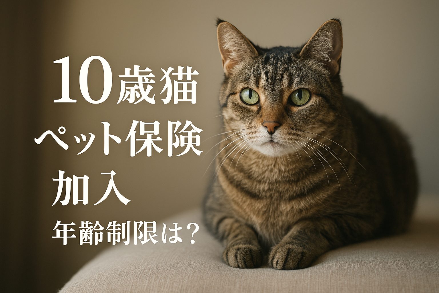 10歳 猫 ペット保険 加入 年齢制限は？
