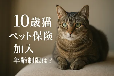 10歳 猫 ペット保険 加入 年齢制限は？