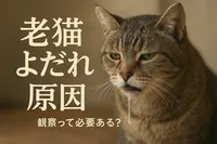 老猫 よだれ 原因 観察って必要ある？