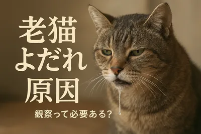 老猫 よだれ 原因 観察って必要ある？