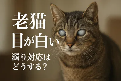 老猫 目が白い 濁り 対応はどうする？