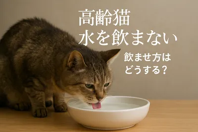 高齢猫 水を飲まない 飲ませ方はどうする？