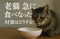 老猫 急に食べなくなった 対策はどうする？