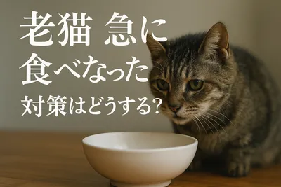 老猫 急に食べなくなった 対策はどうする？