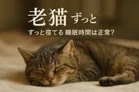 老猫 ずっと寝てる 睡眠時間は正常？
