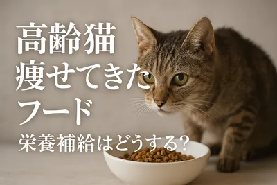 高齢猫 痩せてきた フード 栄養補給はどうする？