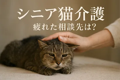 シニア猫 介護 疲れた 相談先は？