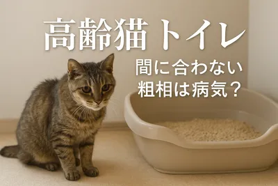 高齢猫 トイレ 間に合わない 粗相は病気？