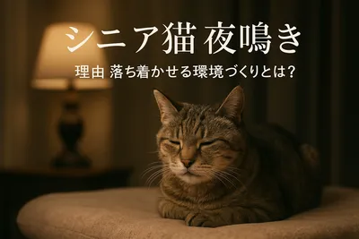 シニア猫 夜鳴き 理由 落ち着かせる環境づくりとは？