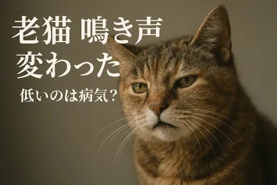 老猫 鳴き声 変わった 低いのは病気？