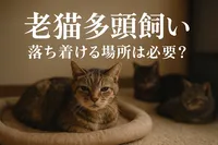 老猫 多頭飼い 落ち着ける場所は必要？