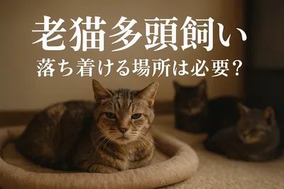 老猫 多頭飼い 落ち着ける場所は必要？