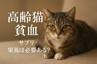 高齢猫 貧血 サプリ 栄養は必要ある？
