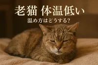老猫 体温 低い 温め方はどうする？
