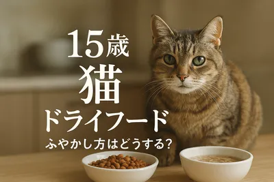 15歳 猫 ドライフード ふやかし方はどうする？