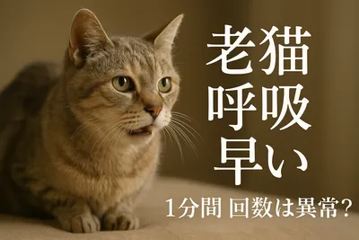 老猫 呼吸 早い 1分間 回数は異常？