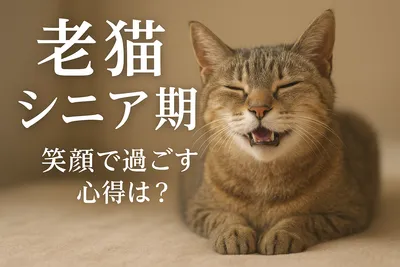 老猫 シニア期 笑顔 過ごす 心得は？