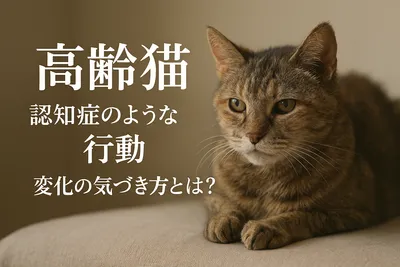 高齢猫 認知症のような行動 変化の気づき方とは？