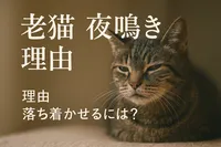 老猫 夜鳴き 理由 落ち着かせるには？