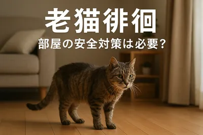老猫 徘徊 部屋の安全対策は必要？