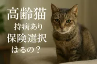 高齢猫 持病 あり 保険 選択肢はあるの？
