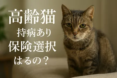 高齢猫 持病 あり 保険 選択肢はあるの？