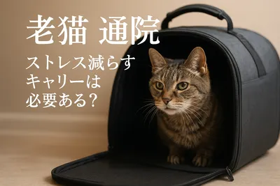 老猫 通院 ストレス 減らすキャリーは必要ある？