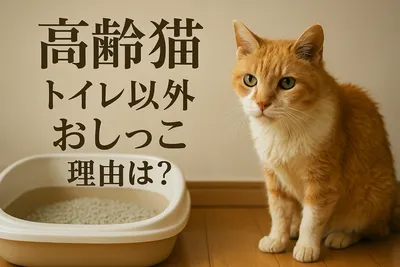 高齢猫 トイレ以外 おしっこ 理由は？