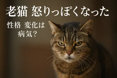 老猫 怒りっぽくなった 性格 変化は病気？