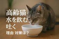 高齢猫 水を飲むと吐く 理由 対策は？