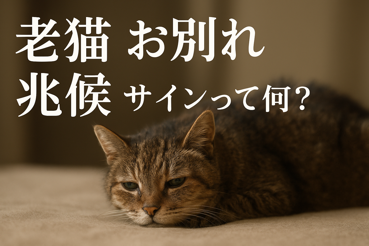 老猫 お別れ 兆候 サインって何?
