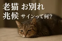 老猫 お別れ 兆候 サインって何？
