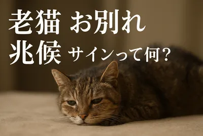 老猫 お別れ 兆候 サインって何？