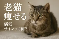 老猫 痩せる 病気 サインって何？