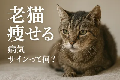 老猫 痩せる 病気 サインって何？
