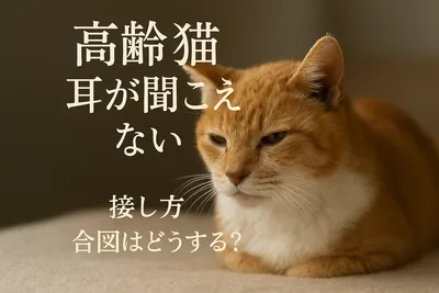 高齢猫 耳が聞こえない 接し方 合図はどうする？