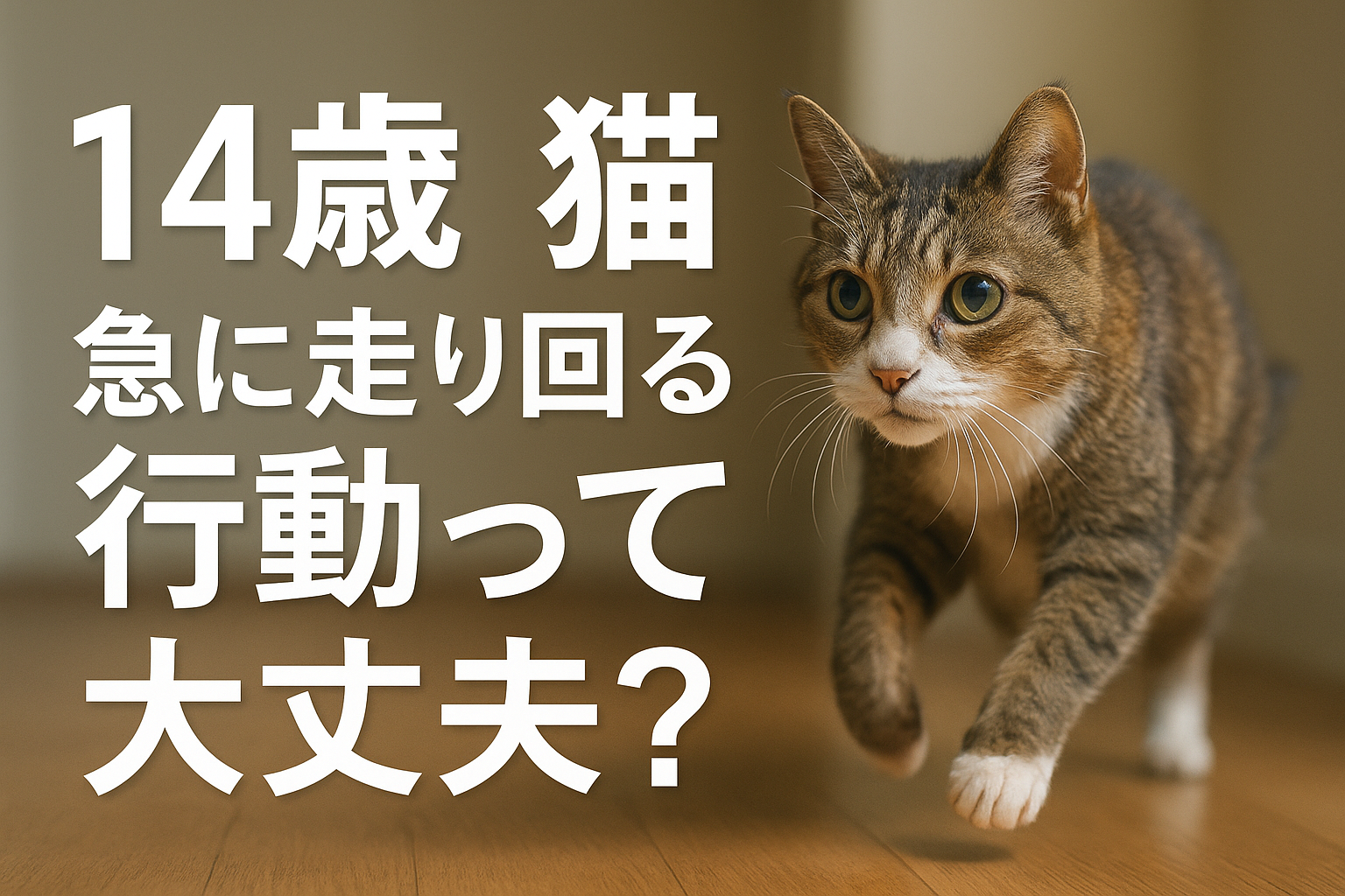 14歳 猫 急に走り回る 行動って大丈夫?