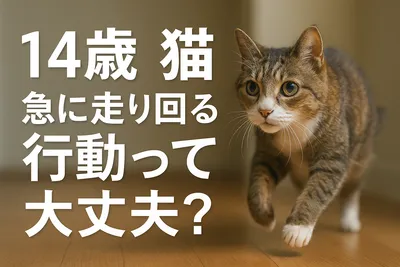 14歳 猫 急に走り回る 行動って大丈夫？