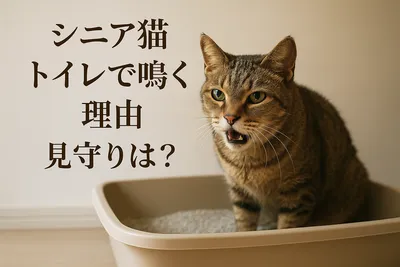シニア猫 トイレで鳴く 理由 見守りは？