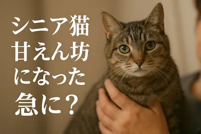 シニア猫甘えん坊になった急に？