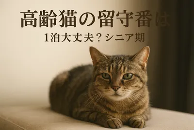 高齢猫の留守番は1泊大丈夫？シニア期