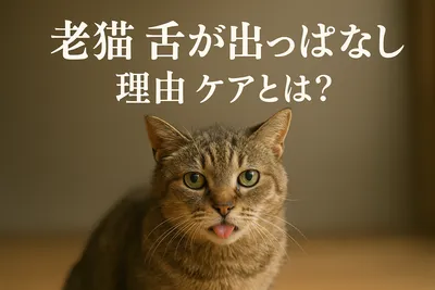老猫 舌が出っぱなし 理由 ケアとは？