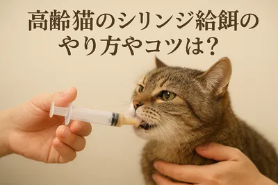 高齢猫のシリンジ給餌のやり方やコツは？