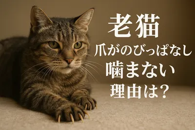 老猫 爪がのびっぱなし 噛まない 理由は？