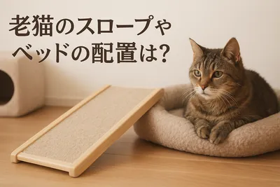 老猫のスロープやベッドの配置は？