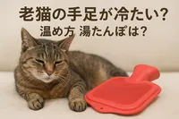 老猫の手足が冷たい？温め方に湯たんぽは？