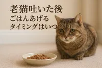 老猫吐いた後ごはんあげるタイミングはいつ？