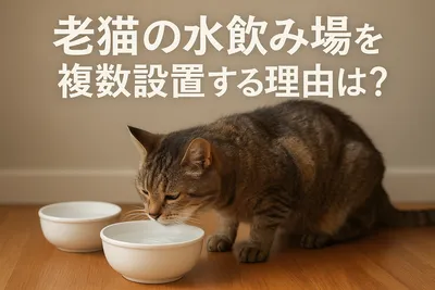 老猫の水飲み場を複数設置する理由は？